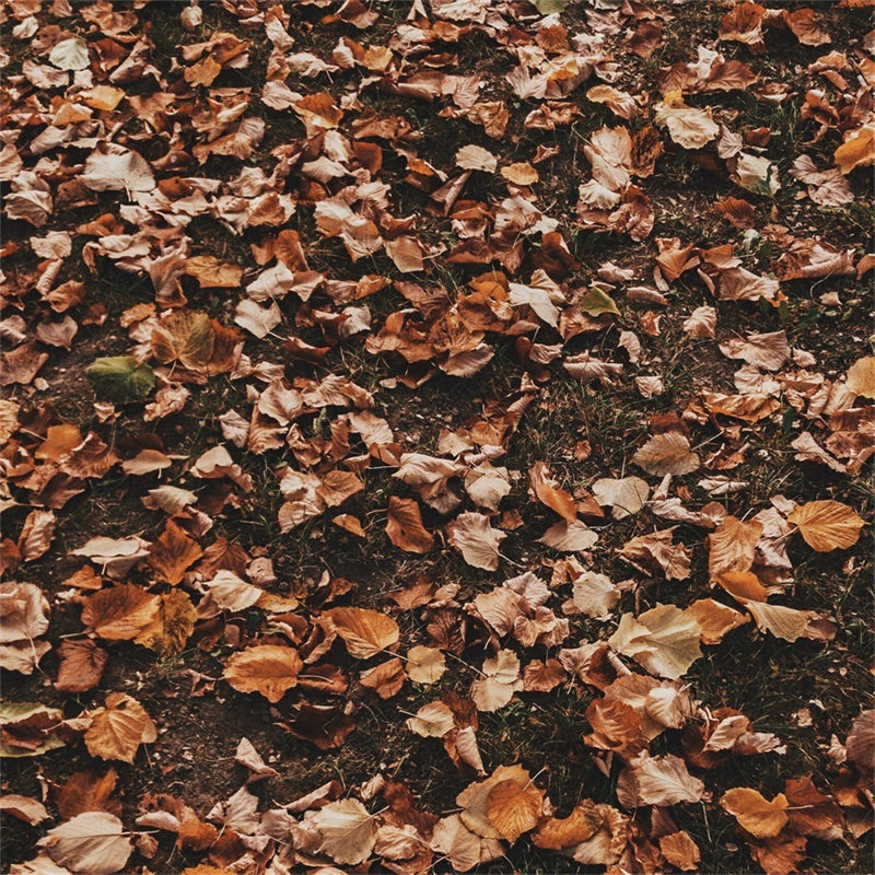 Toile de fond Sol Feuilles Sèches en Forêt TWW57-19