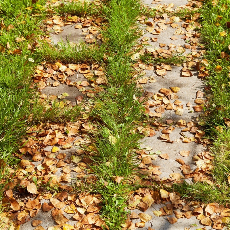 Toile de fond Sol Sentier de Feuilles d’Automne TWW57-25