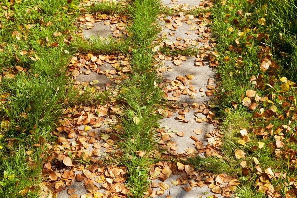 Toile de fond Sol Sentier de Feuilles d’Automne TWW57-25