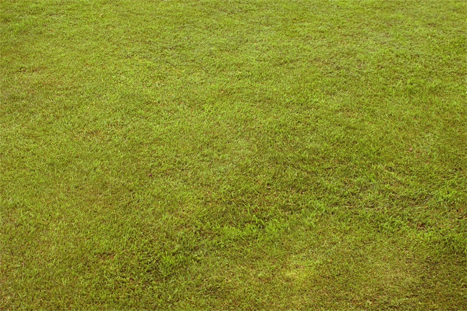 Toile de fond Sol Herbe Vert Pastel TWW57-3