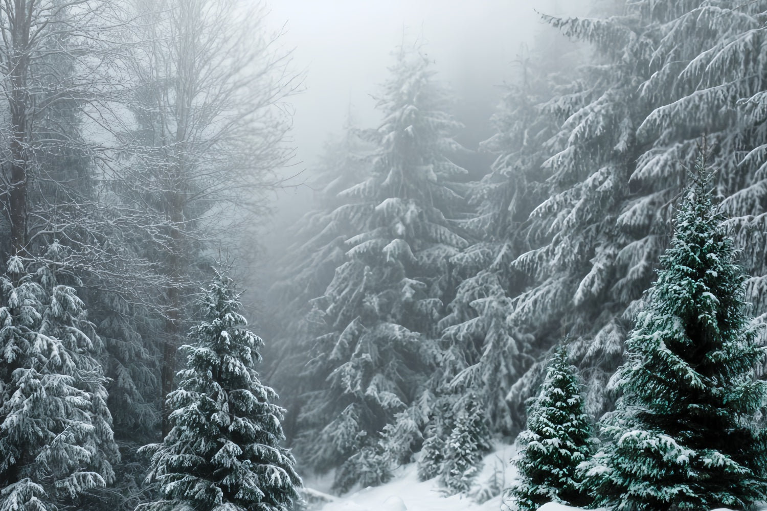 Toile de fond Forêt Hivernale Sapins Givrés Silence Neige TWW59-134