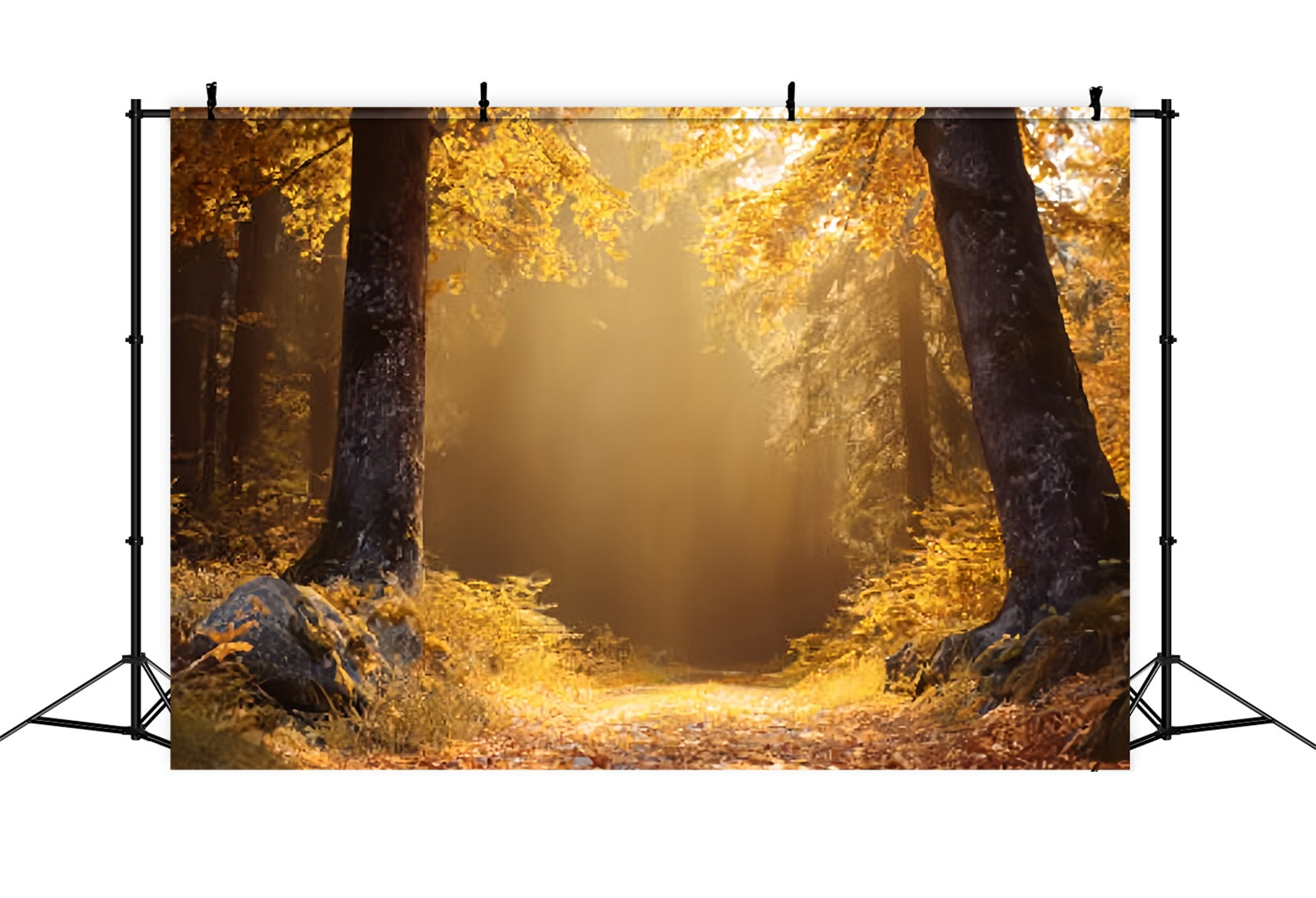 Toile de fond Forêt Automnale Dorée Sentier Ensoleillé TWW59-138