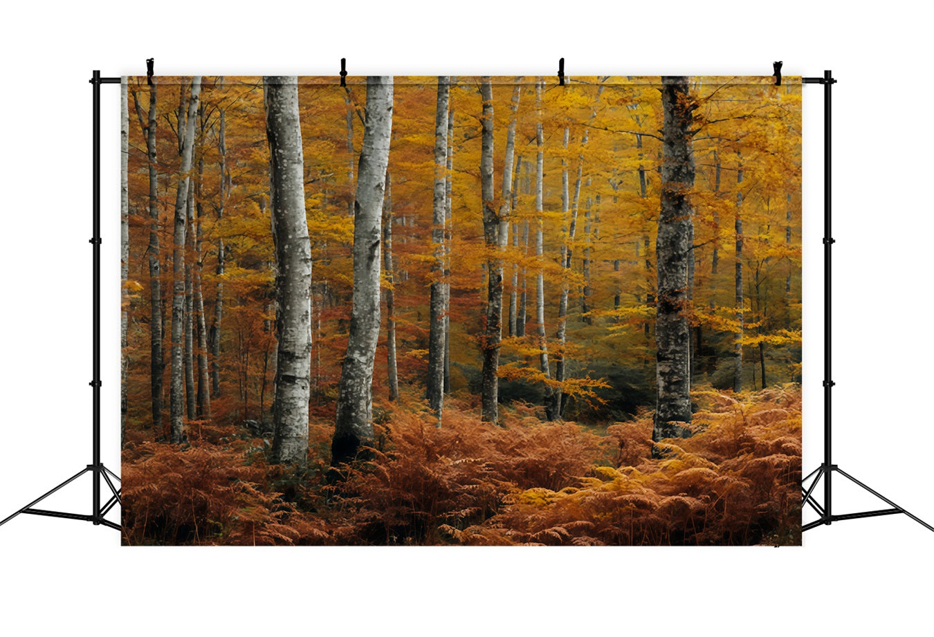 Toile de fond Forêt Automnale Dorée Bouleaux Scène Forêtière TWW59-149