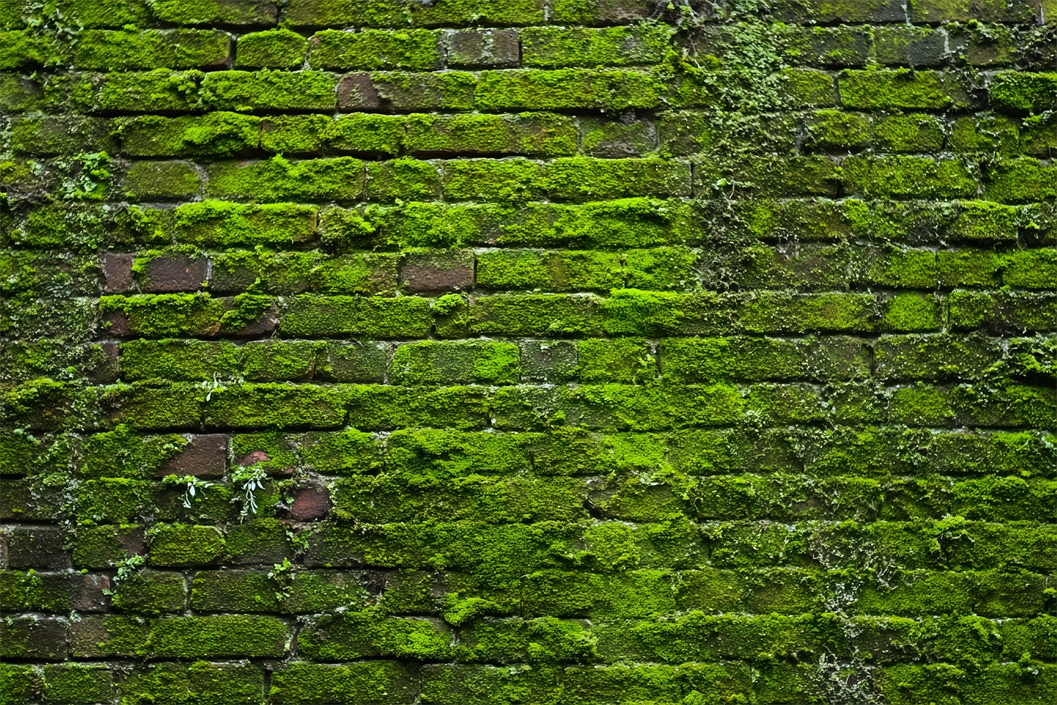 Toile de fond Mur Brique Vert Mousse Vintage TWW59-185