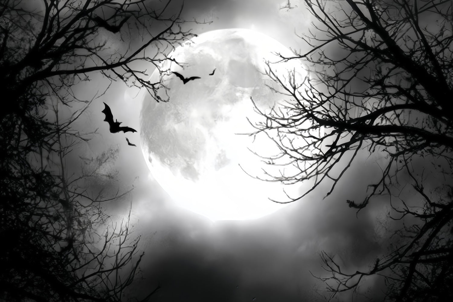 Fond Studio Halloween Pleine Lune Chauves-Souris Volantes TWW59-67
