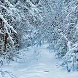 Hiver neigeux route sapin photographie toile de fond D905