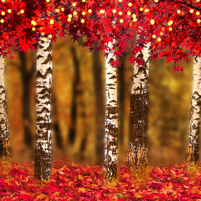 Toile de fond de photographie de feuilles d'érable d'automne D910