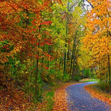 Autumn Backdrop Yellow Fallen Leaves Forest Road Backdrop for Photography F-176