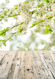 Spring White Flowers Wood Floor Backdrop for Photography F-2329