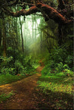 Forest Big Tree Road Photography Backdrop G-477