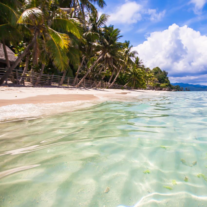 Coconut Tree Beach Ocean Summer Backdrop for Photos J03735