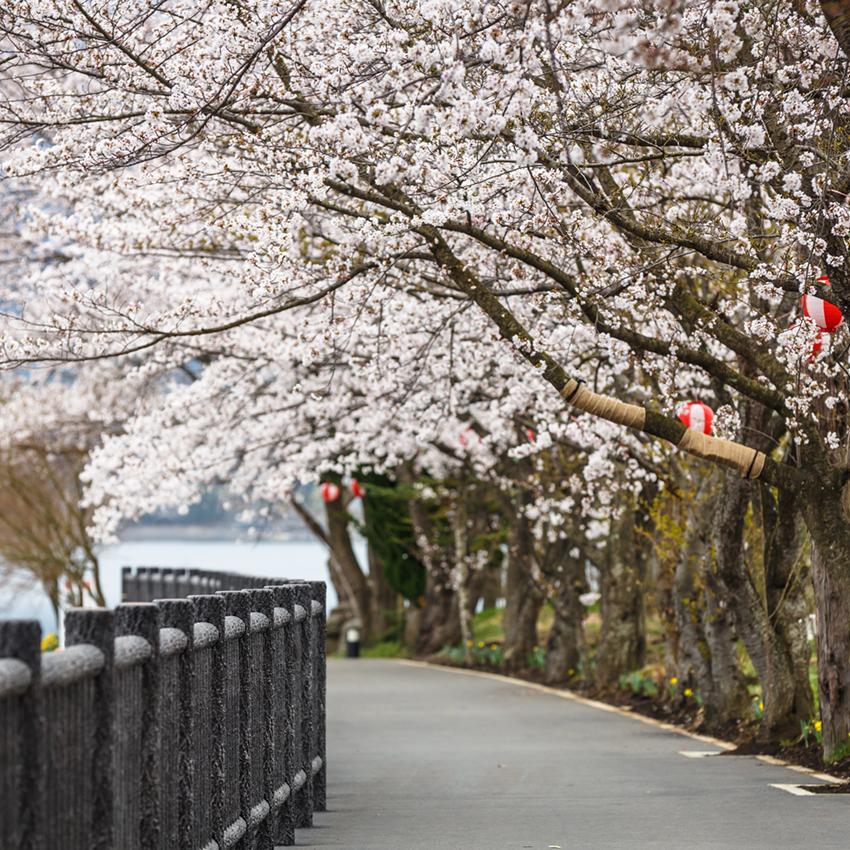 Cherry Blossom Path Spring Backdrops for Photo Shoot J05487