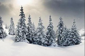 Snow Forest Christmas Tree Backdrops KAT-36