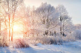 Frosty Tree Snowy Forest Sunny Winter Landscape Backdrop