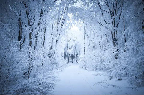 Frozen Forest Snowy Road Winter Frost Backdrop for Photo Shots