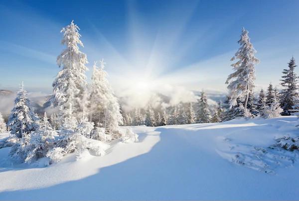 Sunny Winter Snowy Mountain Tress Backdrop for Photo Shots