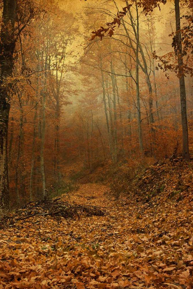 Autumn Yelllow Leaves Forest Landscape Photo Backdrop  MR-2245