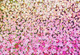 Rose Grappes Fleur Photographie Toile de Fond SH-1004