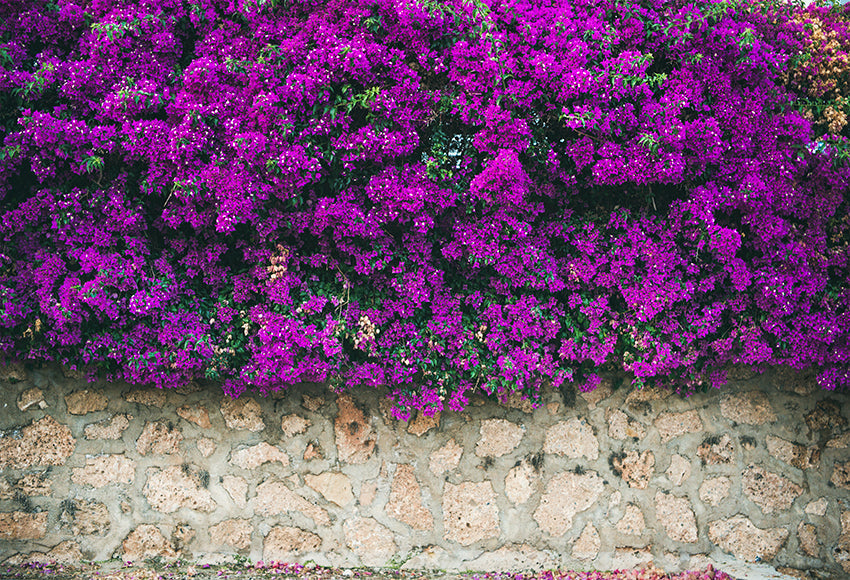 Mur de Pierre Fleurs Violettes Toile de Fond SH-1006