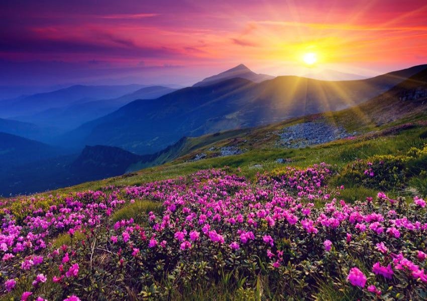 Spring Rhododendron Mountain Photography Backdro