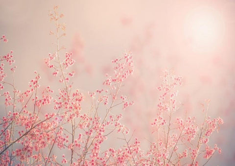 Spring Season Cherry Blossom Photo Shoot Backdrop