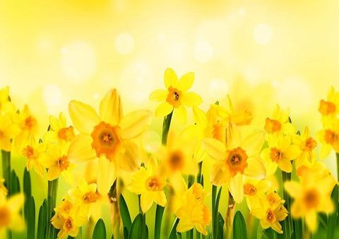 Yellow Daffodils Spring Background for  Photography