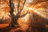 Magical Old Tree Sun Rays Landscape Photo  Backdrop