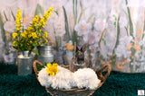Toile de Fond de Peinture à l'Huile de Marguerite Florale Élégante pour la Photographie Zh-279
