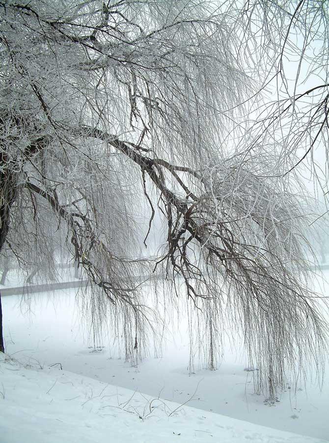 Winter Snow Scenery Willow Tree Photography Backdrop for Photo Booth
