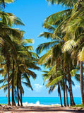 Huge Coconut Tree Seaside Summer Backdrop KAT-109