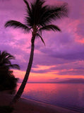 A Huge Coconut Tree Sunset Colorful Clouds Backdrop KAT-125