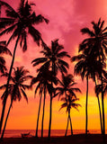 Summer background with coconut trees on the beach at sunset KAT-67