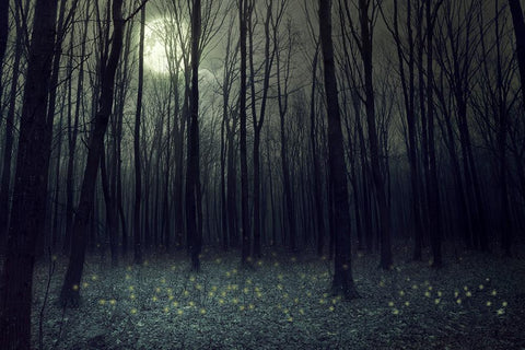 Toile de fond d'Halloween Fond de forêt sombre au clair de lune blanc terne DBD-H19022