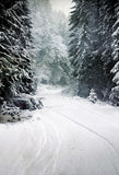 Toile de fond d'Arbre de Noël hiver neige route LV-873