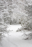 Toile de fond de forêt de neige d'hiver pour la photographie LV-894