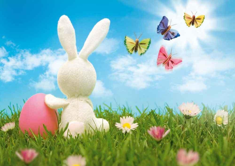 Easter Bunny Butterfly Spring Backdrop for Photography zzj6-E
